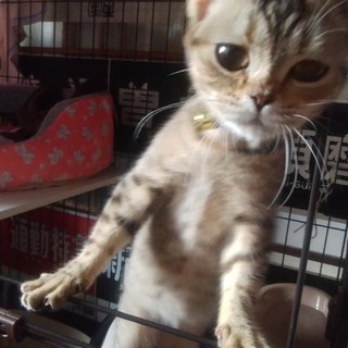 一匹で飼って下さい。