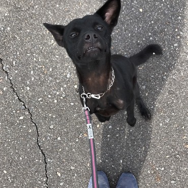 ギズモみたい…。