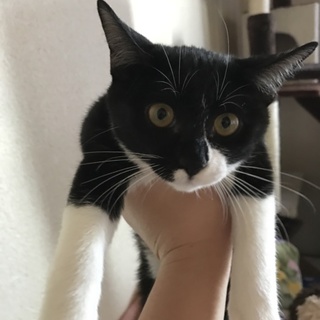 (至急)根性ある兄妹 クロちゃん