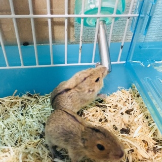 ステップレミングの子供ちゃんです♥️