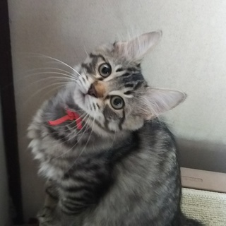 生後2か月半位キジトラ半長毛お茶目な甘えんぼ君