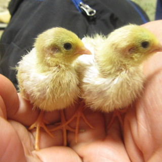 ヒメウズラのヒナです！