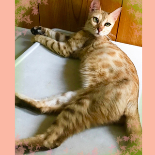 ベンガルのミックス、ダイアナちゃんに温かい家族を！