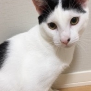 生後6カ月☆マロ眉と●模様が可愛い個性的な皐月くん