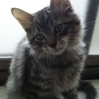 生後2か月半位キジトラ長毛マイペースな甘えんぼ君