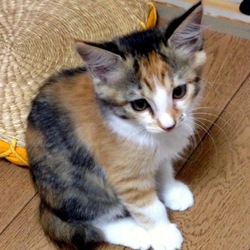 ＊子猫里親会＊一時預かりボランティアさん募集説明会