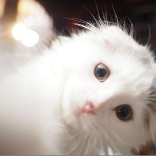 人懐っこい　スコティッシュフォールド　1歳　♂　