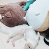 きゃぬたん