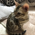ベンガル子猫