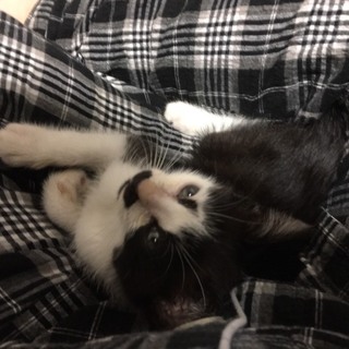 里親様が決まりました♡有難うございました！