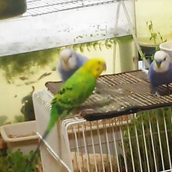 「うちに来て２週間。」サムネイル1