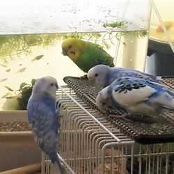 「うちに来て２週間。」サムネイル2