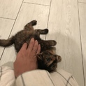 生後2ヶ月の子猫