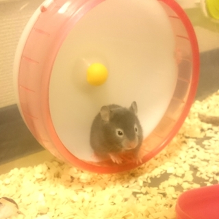 ハムスターの赤ちゃん☆残り2匹