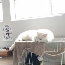 「夜中の大運動」サムネイル3