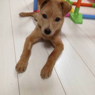☆マッチング決定☆みかんちゃん☆子犬