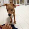 ☆マッチング決定☆みかんちゃん☆子犬 サムネイル3