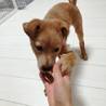 ☆マッチング決定☆みかんちゃん☆子犬 サムネイル4