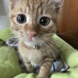 ☆ゴロスリ茶トラ☆仮名だんご☆