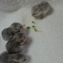 ゴールデンハムスターの赤ちゃん長毛