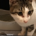 この子の里親になってください！