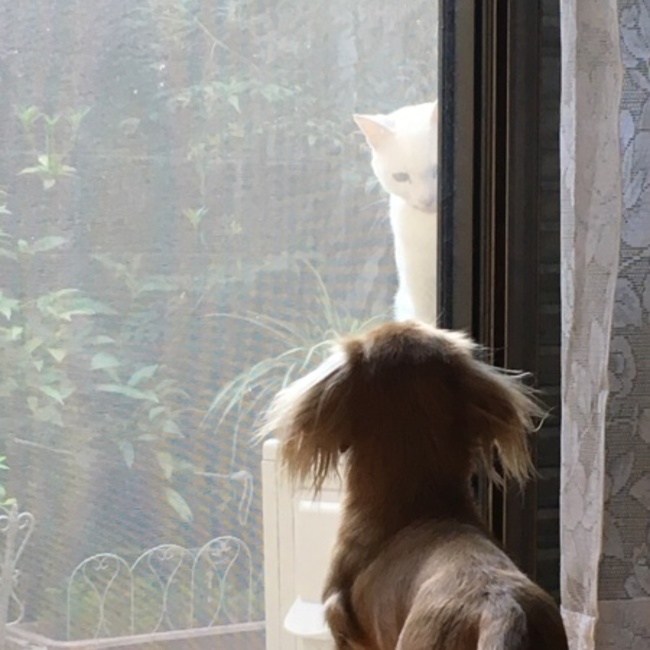 片翼の天使のカバー写真