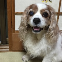 よつ