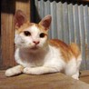 可愛い茶白のオス猫です。 サムネイル2