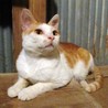 可愛い茶白のオス猫です。 サムネイル3