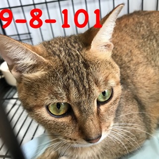 期限間近！ 10/30まで  美猫なキジ猫さん 