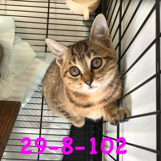 期限間近！10/30まで 可愛いキジちゃん