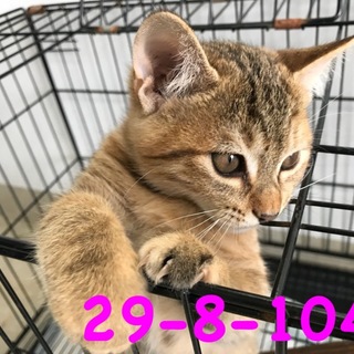 期限間近！10/30まで 可愛い茶キジちゃん