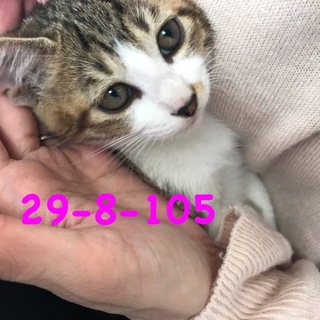 期限間近！10/30まで 可愛い白キジちゃん