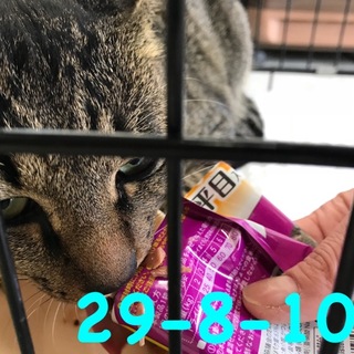 期限間近！10/30まで 綺麗な目をしたキジトラ君