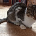 捨て猫ちゃんの里親になってください