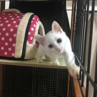 ｵｯﾄﾞｱｲ白猫の女の子　チロロン 募集一時停止