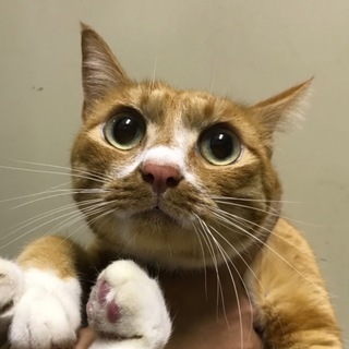 人が大好き茶白