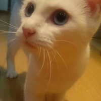 ホトちゃん