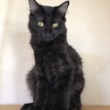 生後6ヶ月の人懐こい仔猫