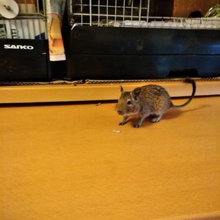 デグーの里親募集します