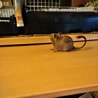 デグーの里親募集します サムネイル2