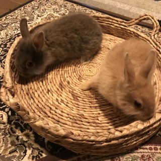 11月11日に引き取りをお願いします