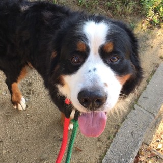 トライアル決定☆バーニーズの男の子☆翔くん