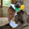 ワイマラナーのジョジョくん サムネイル2