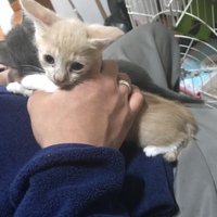 ジェリーちゃん