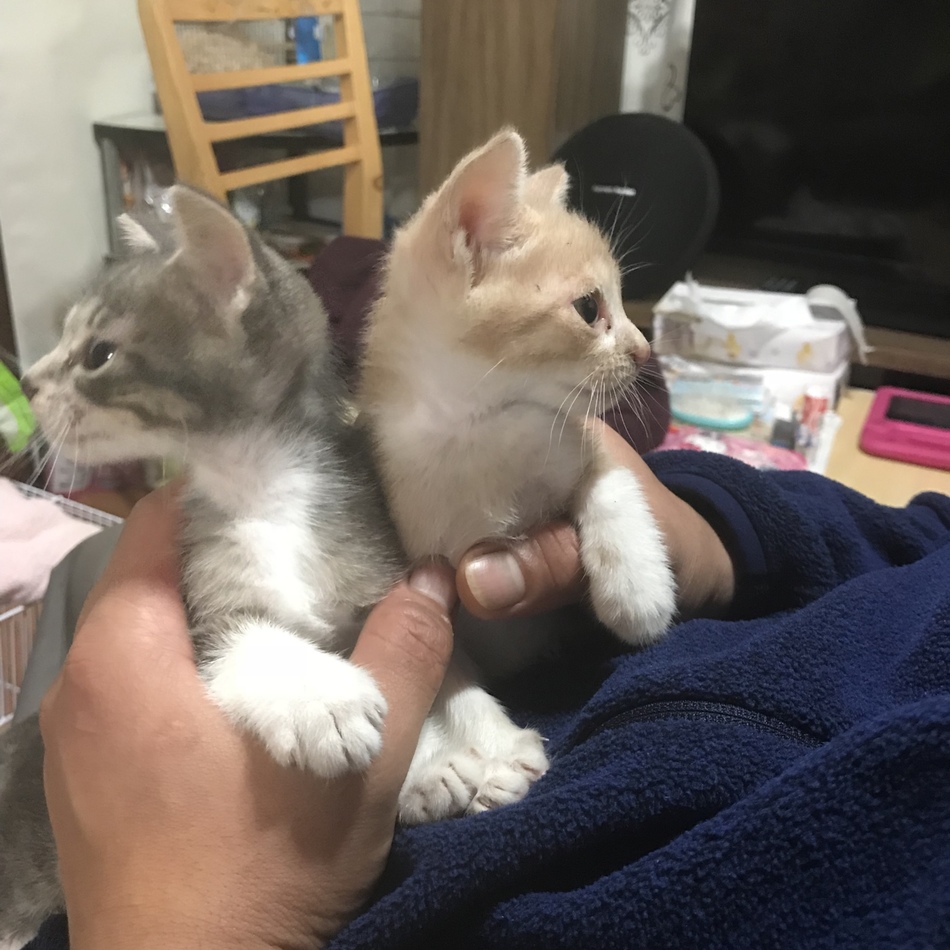 トミーちゃんのカバー写真