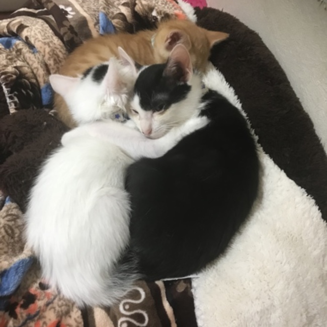 マヨヨのカバー写真