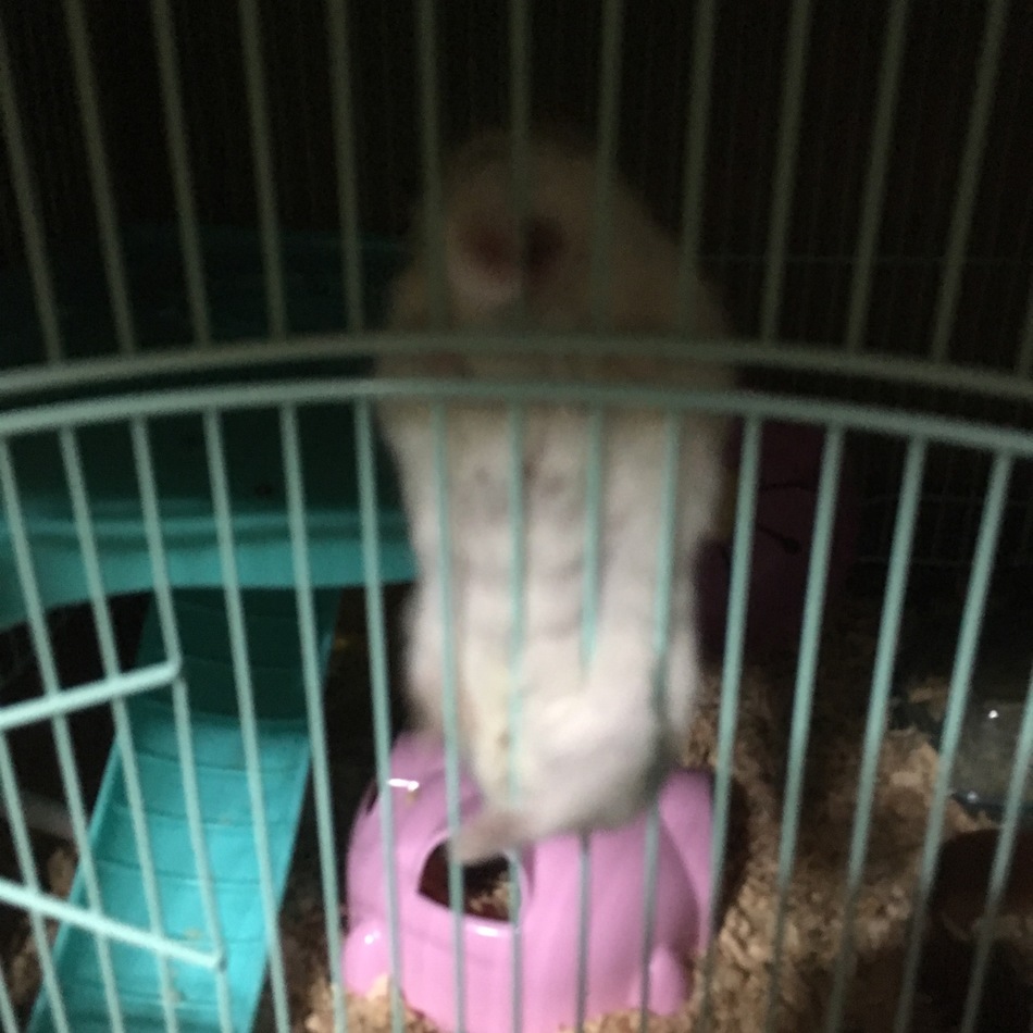 小梅のカバー写真