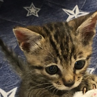 生後1ヶ月くらいの男の子(*´-`)