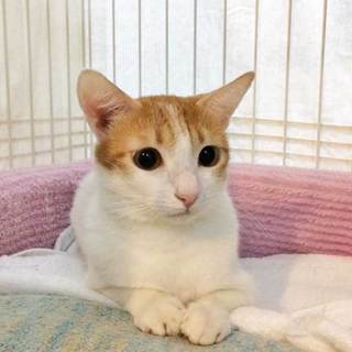 小柄でキュートな美女子